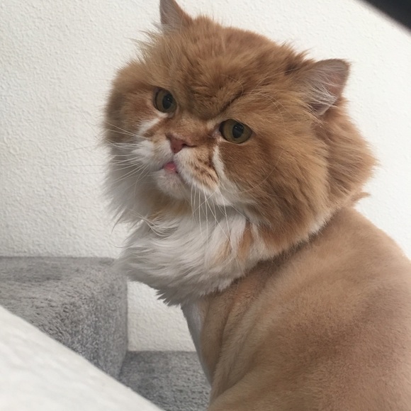 Meet your Posher, Dana - Picture 8 of 8